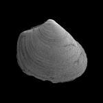 Thracia myopsis Thracia myopsis