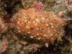 Geitodoris planata (Alder & Hancock, 1846) Geitodoris planata (Alder & Hancock, 1846)