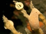 Nudibranchia