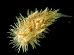 Janolus hyalinus (Alder & Hancock, 1854) Janolus hyalinus (Alder & Hancock, 1854)