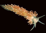 Flabellina browni (Picton, 1980) Flabellina browni (Picton, 1980)