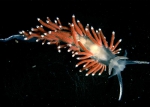 Coryphella gracilis (Alder & Hancock, 1844) Coryphella gracilis (Alder & Hancock, 1844)