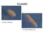 Rhizopoda