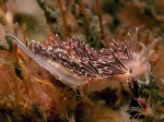 Coryphella lineata (Lovén, 1846) Coryphella lineata (Lovén, 1846)