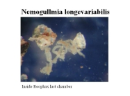 Nemogullmia longevaribilis