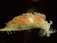 Flabellina verrucosa (M. Sars, 1829)