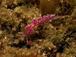 Flabellina pedata (Montagu, 1815) Flabellina pedata (Montagu, 1815)