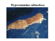 Hyperammina subnodosa