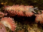 Flabellina pellucida (Alder & Hancock, 1843) Flabellina pellucida (Alder & Hancock, 1843)