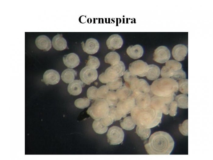 Cornuspira