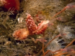 Catriona gymnota (Couthouy, 1838) Catriona gymnota (Couthouy, 1838)