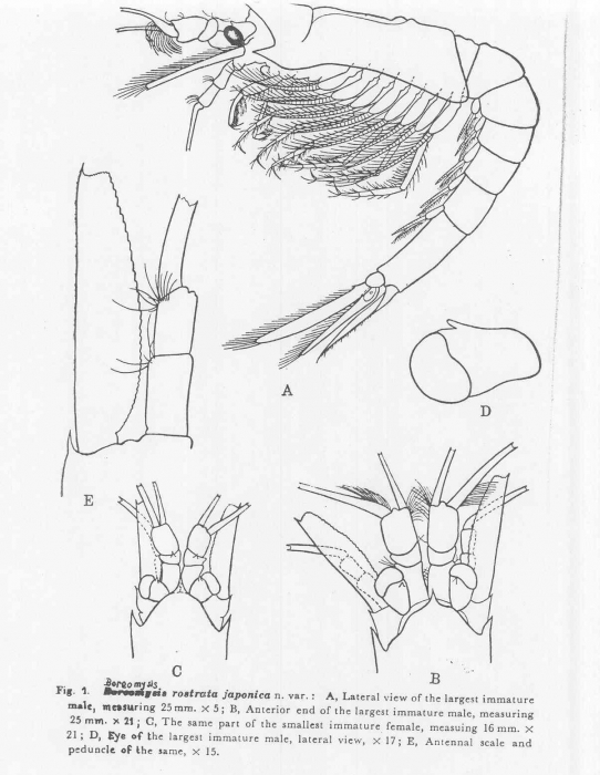 World List Of Lophogastrida Stygiomysida And Mysida