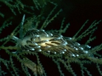 Cuthona concinna (Alder & Hancock, 1843)