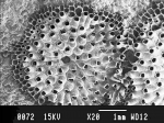 Harmeria scutulata Harmeria scutulata