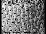 Lepralia megastoma Lepralia megastoma
