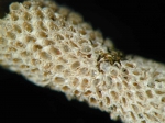 Tegella arctica Tegella arctica