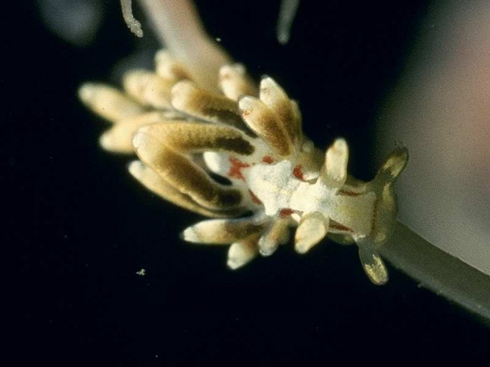 Trinchesia genovae (O'Donoghue, 1926)