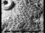 Escharelloides spinulifera Escharelloides spinulifera