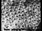 Rhamphostomella plicata Rhamphostomella plicata
