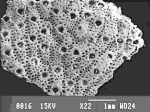 Schizoporella sinuosa Schizoporella sinuosa