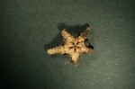 Echinodermata (Echinoderms)