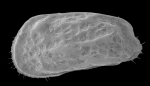 Ostracoda (seed shrimp)