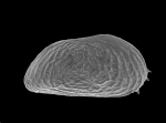 Heterocyprideis sorbyana