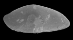 Paradoxostoma arcticum