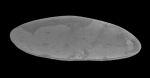 paradoxostoma sp.