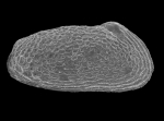 Rabilimis septentrionalis