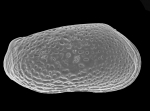 Roundstonia macchesneyi