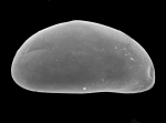 Xestoleberis labiata