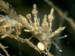 Eubranchus exiguus (Alder & Hancock, 1848) Eubranchus exiguus (Alder & Hancock, 1848)