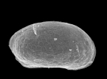 Cytherura atra