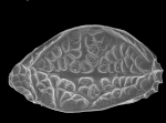 Hemicytherura clathrata