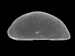 Paradoxostoma rostratum