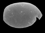 Philomedes brenda