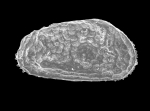 Robertsonites tuberculatus