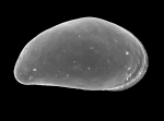 Sarsicytheridea macrolaminata