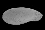 Sclerochilus truncatus