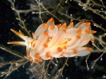 Eubranchus farrani (Alder & Hancock, 1844) Eubranchus farrani (Alder & Hancock, 1844)