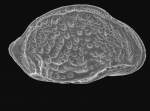 Cytheropteron pyramidale