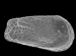Elofsonella concinna