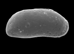 Sarsicytheridea sp.