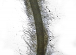 Chorda tomentosa Chorda tomentosa