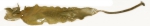 Laminaria solidungula Laminaria solidungula