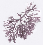 Callophyllis cristata Callophyllis cristata