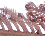 Ptilota plumosa Ptilota plumosa