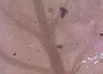 Phycodrys rubens Phycodrys rubens