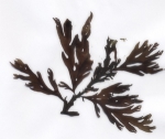 Odonthalia dentata Odonthalia dentata